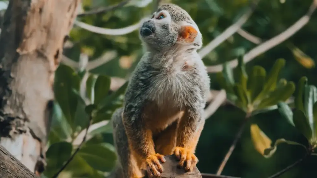 Guia prático pra criadores em Moçambique: como achar, contactar e convencer marcas húngaras no Rumble a enviar produtos pra review, com táticas reais e ferramentas.