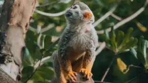 Guia prático pra criadores em Moçambique: como achar, contactar e convencer marcas húngaras no Rumble a enviar produtos pra review, com táticas reais e ferramentas.