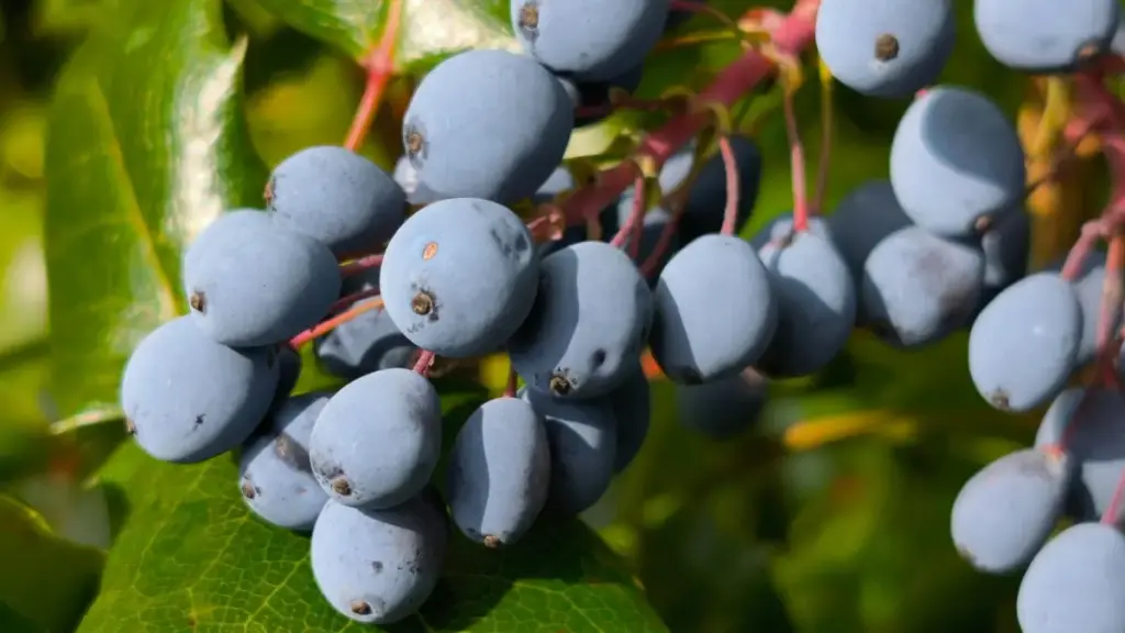 Guia prático para criadores em Moçambique: como encontrar, abordar e fechar parcerias com marcas argentinas no Telegram para promover hábitos saudáveis aos teus seguidores.