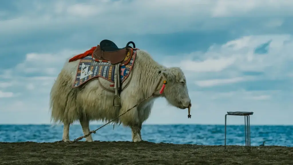 Estratégias práticas para marcas em Moçambique encontrarem criadores no Panamá e ativarem product-seeding via colaborações orientadas por criadores.