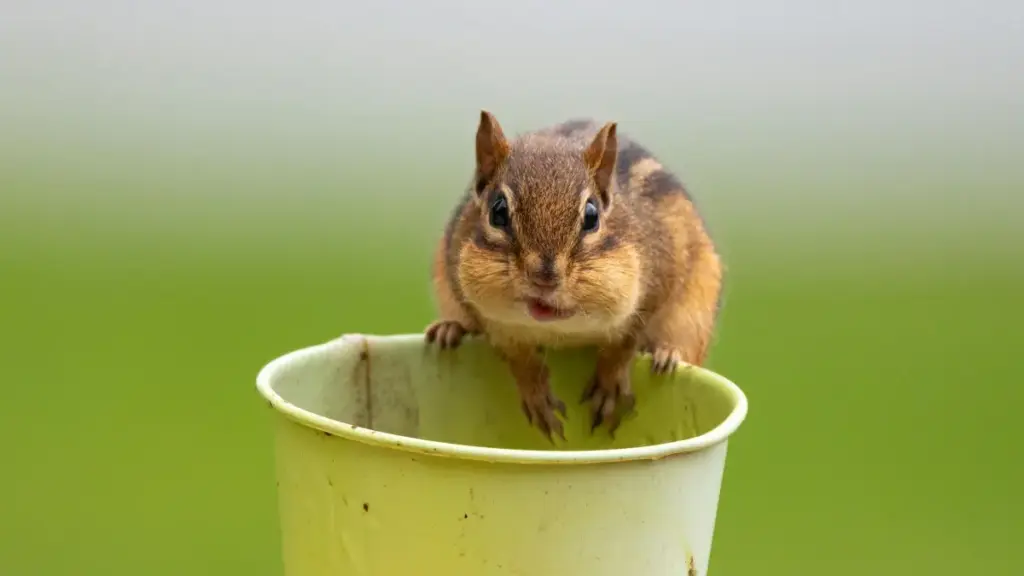 Guia prático pra anunciantes em Moçambique: como localizar e activar criadores de Roposo na Nova Zelândia para puxar tráfego qualificado a apps de fitness.