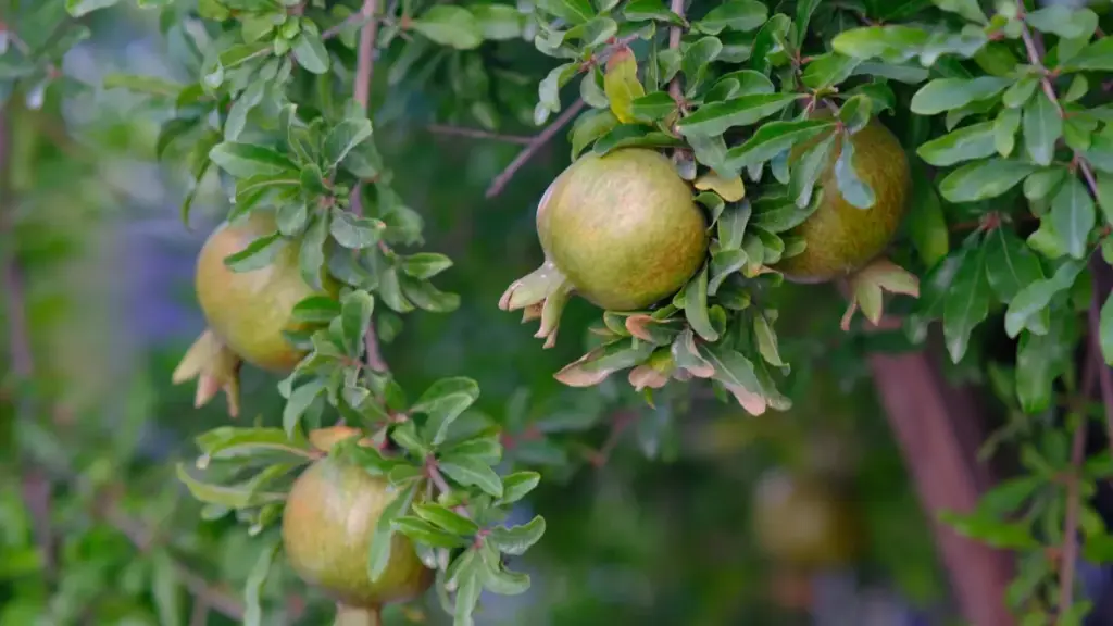 Guia prático pra anunciantes em Moçambique—como identificar e contratar criadores do Oman no KakaoTalk para integrar mensagens de marca em livestreams.