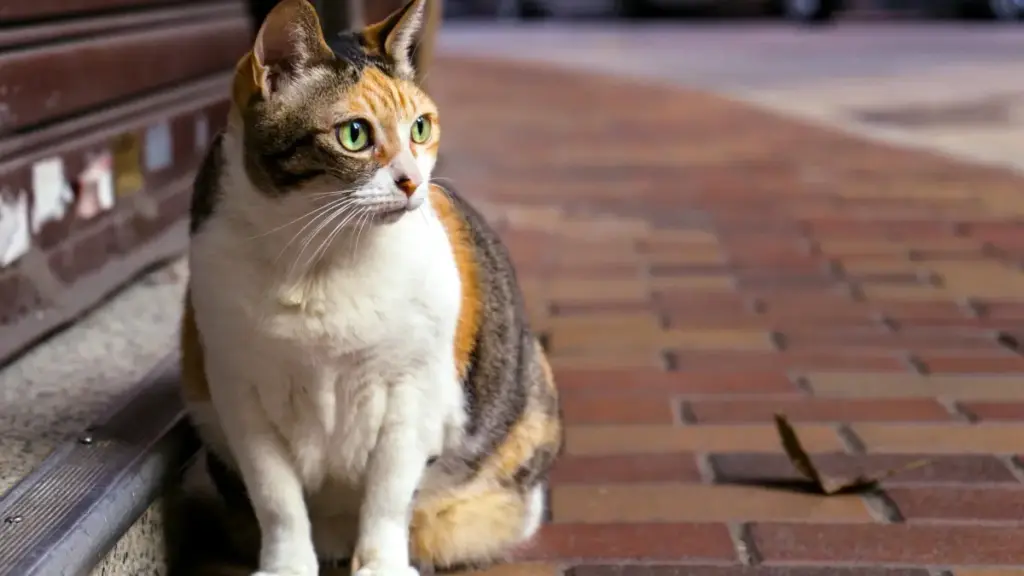 Guia prático para criadores em Moçambique: tácticas para chegar às marcas do Kuwait na Shopee, criar buzz de lançamento e transformar conversas em vendas.