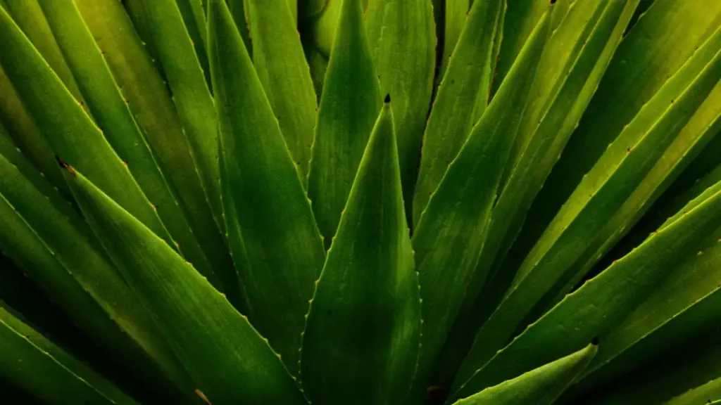 Guia prático para criadores em Moçambique: como identificar, abordar e fechar parcerias com marcas do Paraguai no Takatak, com táticas locais, riscos e exemplos LatAm.