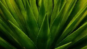 Guia prático para criadores em Moçambique: como identificar, abordar e fechar parcerias com marcas do Paraguai no Takatak, com táticas locais, riscos e exemplos LatAm.