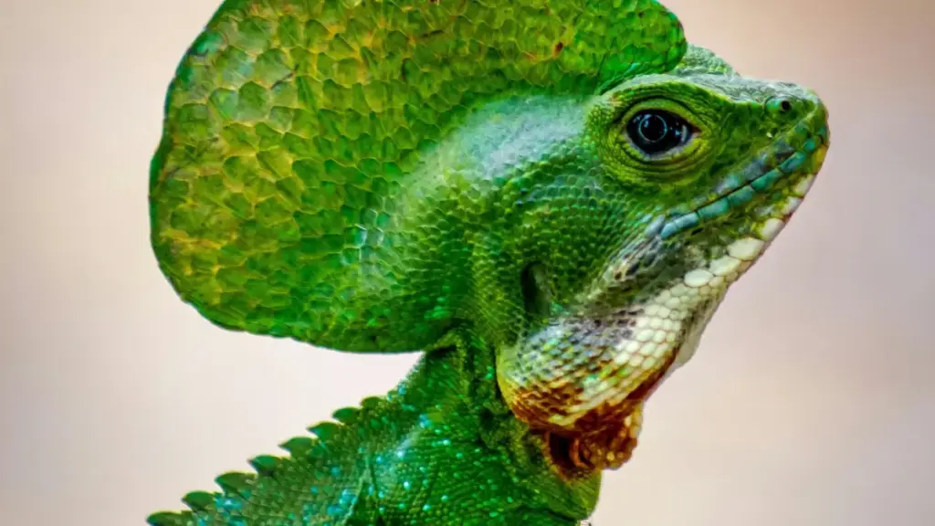 Guia prático pra marcas em Moçambique: como identificar e contratar criadores sul-coreanos no Bilibili para lançar desafios fitness liderados por creators.