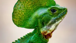 Guia prático pra marcas em Moçambique: como identificar e contratar criadores sul-coreanos no Bilibili para lançar desafios fitness liderados por creators.