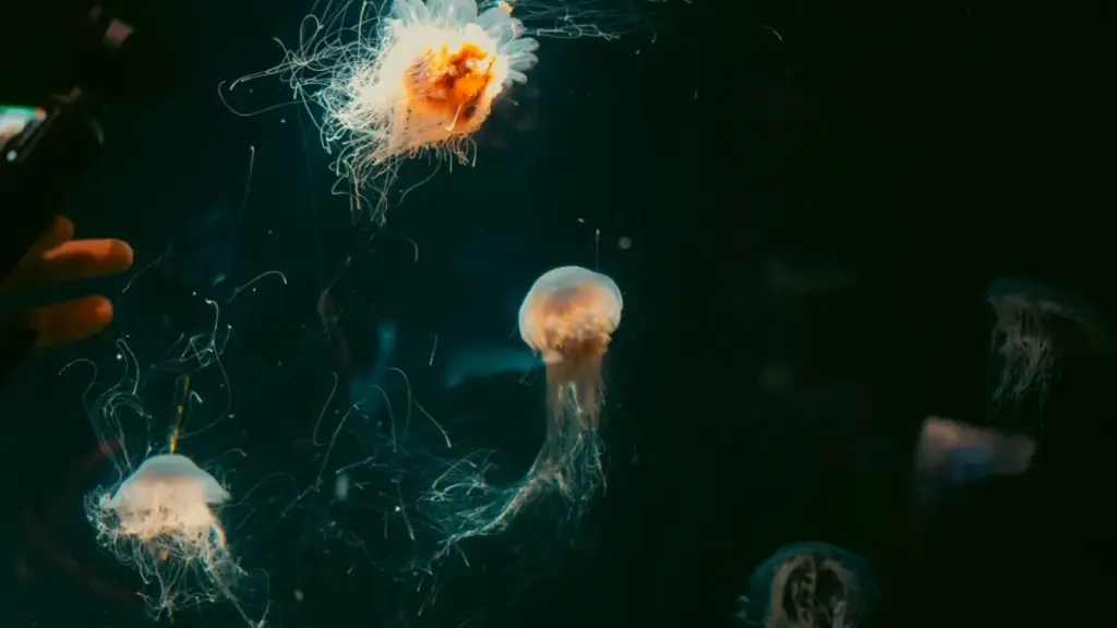 Guia prático pra criadores em Moçambique sobre como localizar marcas da Islândia no Taobao, negociar, comprar e montar outfits com produtos de marca — com dicas técnicas, riscos e estratégias de conteúdo.