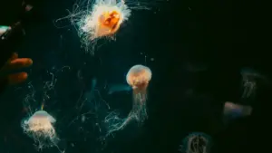 Guia prático pra criadores em Moçambique sobre como localizar marcas da Islândia no Taobao, negociar, comprar e montar outfits com produtos de marca — com dicas técnicas, riscos e estratégias de conteúdo.