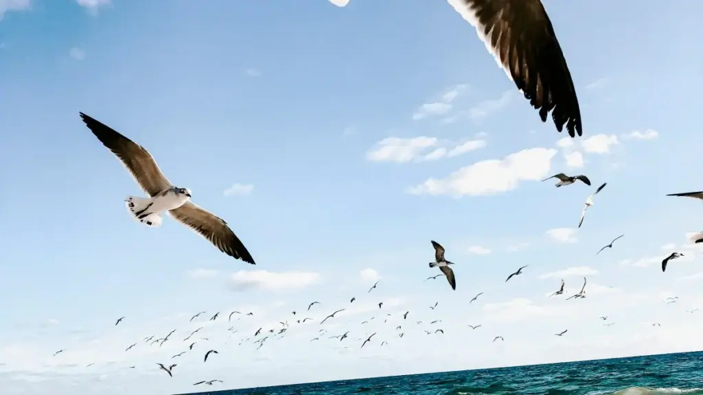 Guia prático para criadores em Moçambique que querem trabalhar com marcas de Puerto Rico no Josh: estratégias, pitch, conteúdo localizável e dicas táticas para ser escolhido em campanhas de marca.