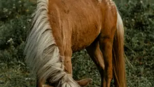 Estratégias práticas e locais para creators em Moçambique contactarem marcas costarriquenhas na HBO Max e conseguir reviews de plataformas de aprendizagem.