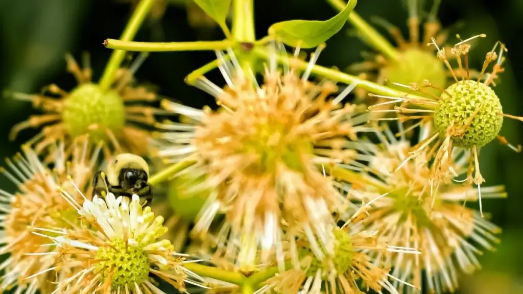 Guia prático para criadores em Moçambique: táticas no Zalo para abordar marcas irlandesas, evitar golpes, e converter com CTAs claros.