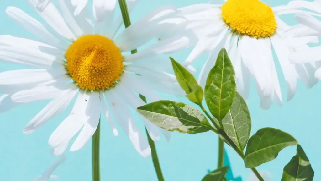 Guia prático para criadores em Moçambique: como achar, abordar e fechar parcerias com marcas da Venezuela via WhatsApp para promover produtos em afiliado.