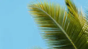 Guia prático para criadores em Moçambique: como descobrir, abordar e fechar parcerias com marcas do Cazaquistão no Line — táticas locais, exemplos reais e checklist operacional.