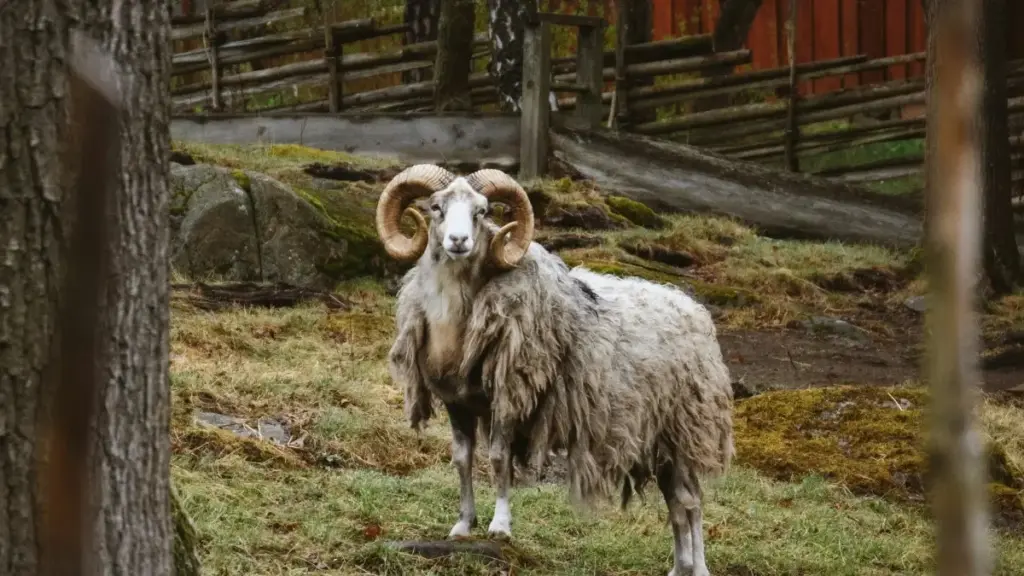 Ако сакаш Douyin креатори во Грузија што не носат само лајкови, туку и продажби, тука е практичен водич: како да ги најдеш, процениш и склучиш deal без да фрлаш буџет.